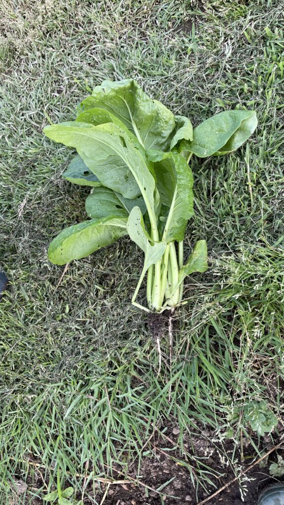 農業のお勉強　７の巻