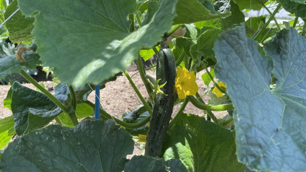 農業のお勉強　８の巻