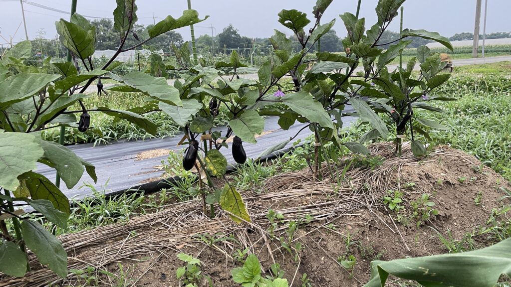 農業のお勉強　９の巻