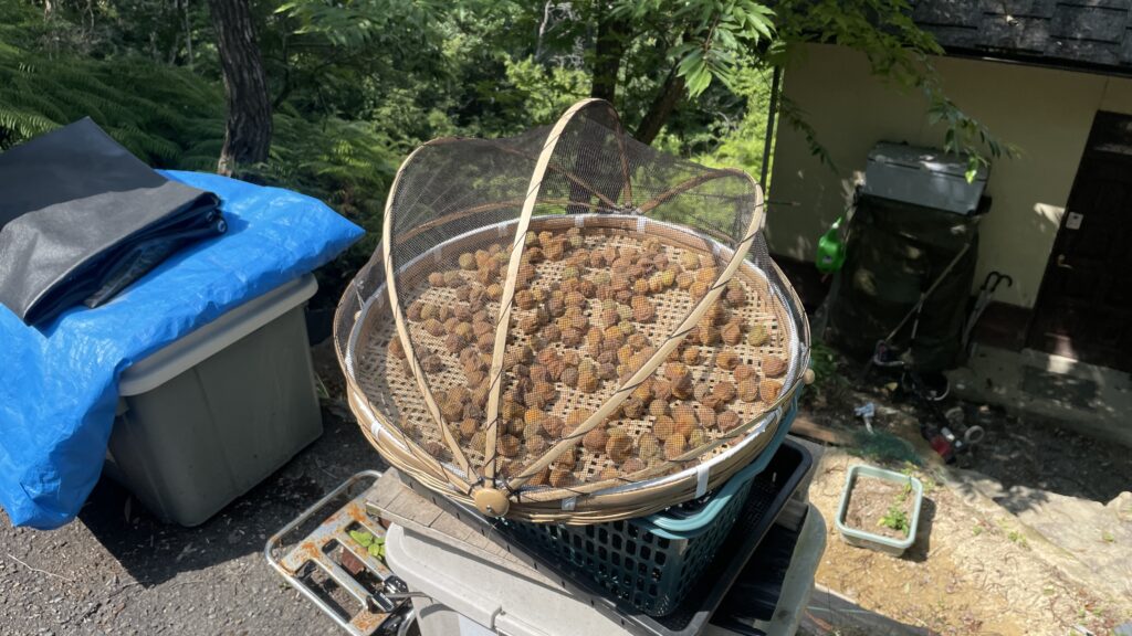 梅と畑Ⅱ（通称　上の畑完成）