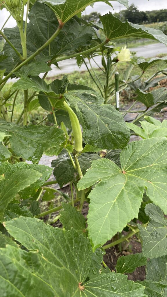 農業のお勉強　１０の巻