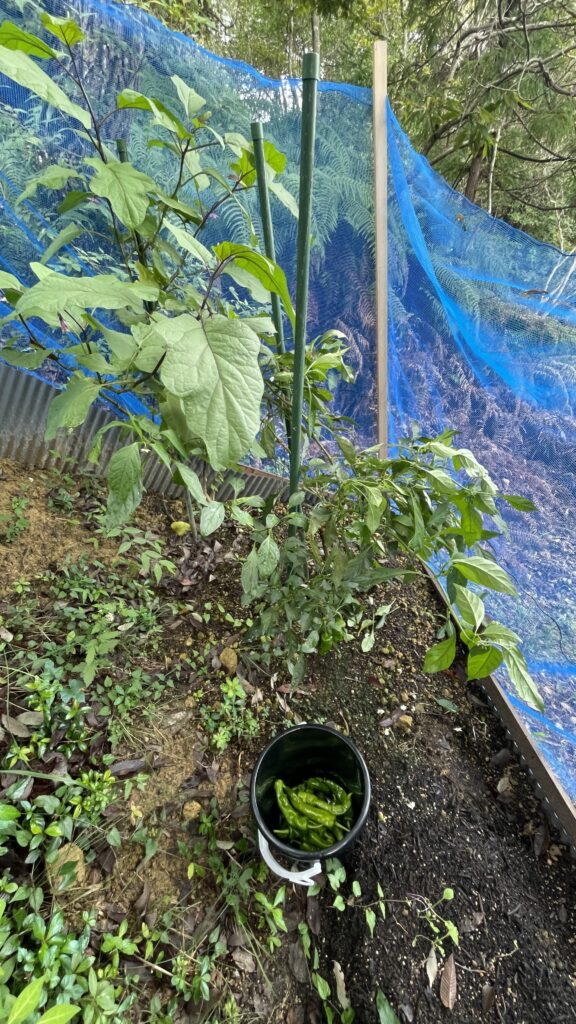 夏野菜の終わり