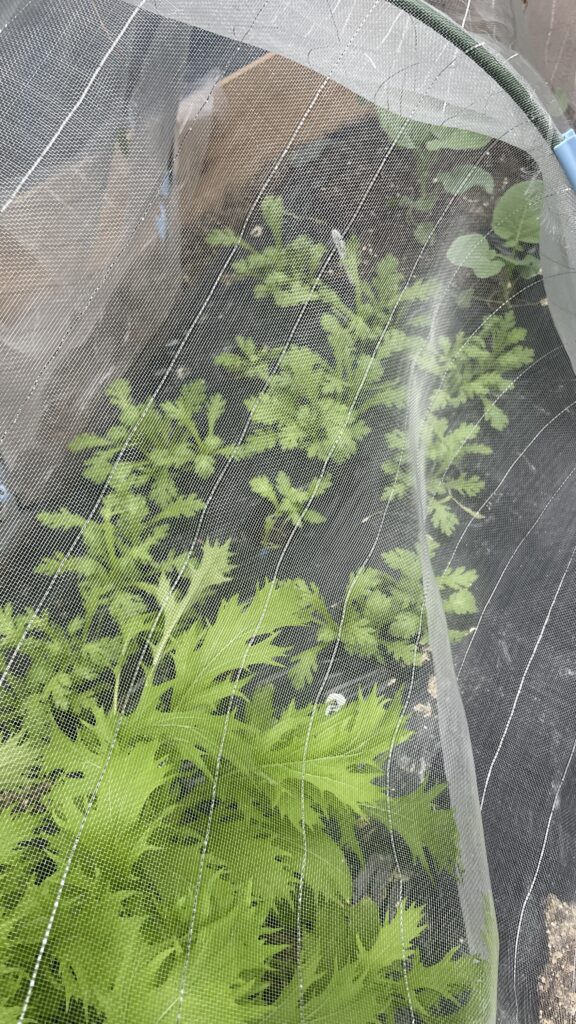 農業のお勉強　サイト編　シーズン３